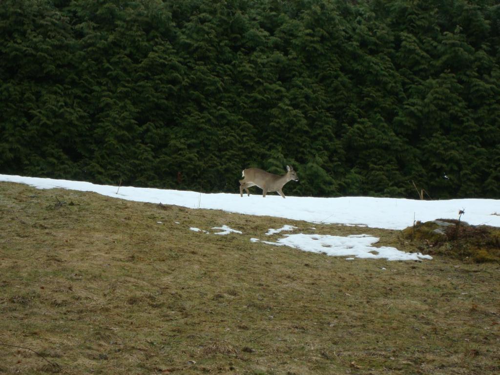 Villa Le Caribou Saint-Gervais-les-Bains Esterno foto